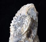 Pleuroceras solare (PHILLIPS 1829) - Bild © FossNet FossilienStore